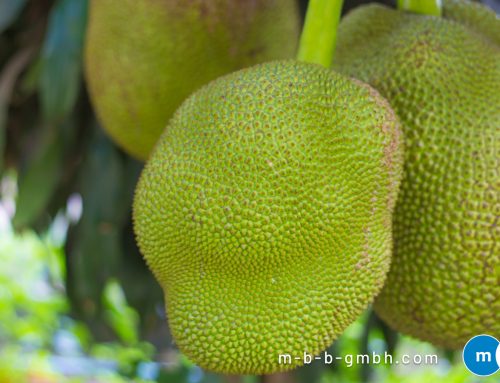Jackfruit innovative ingredient in pet food